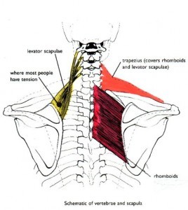 Neck-muscles1-268x300